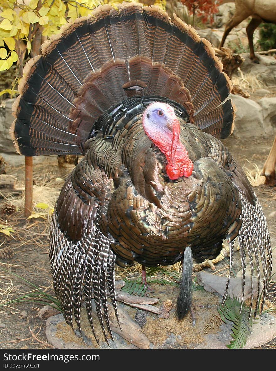 Largest Tom turkey for thanksgiving. Largest Tom turkey for thanksgiving