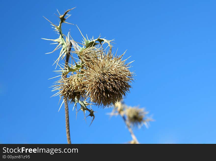 Dry Prickly Weed