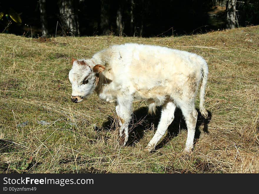 Dirty baby cow in summer