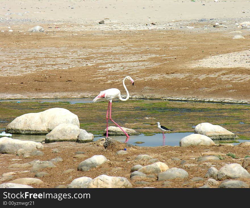 Flamingo on Beach, Peace and love