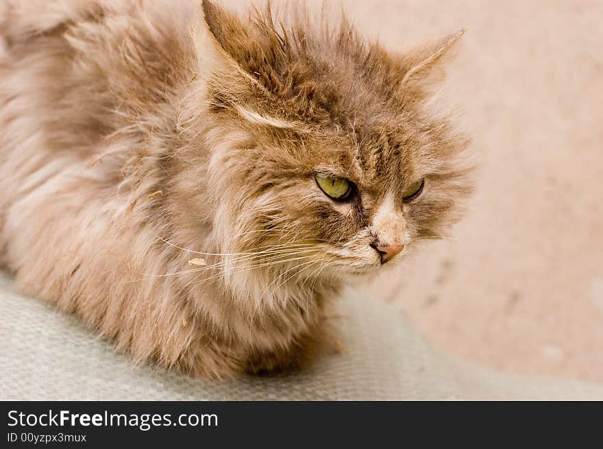 A cute cat in a farm of beijing. A cute cat in a farm of beijing