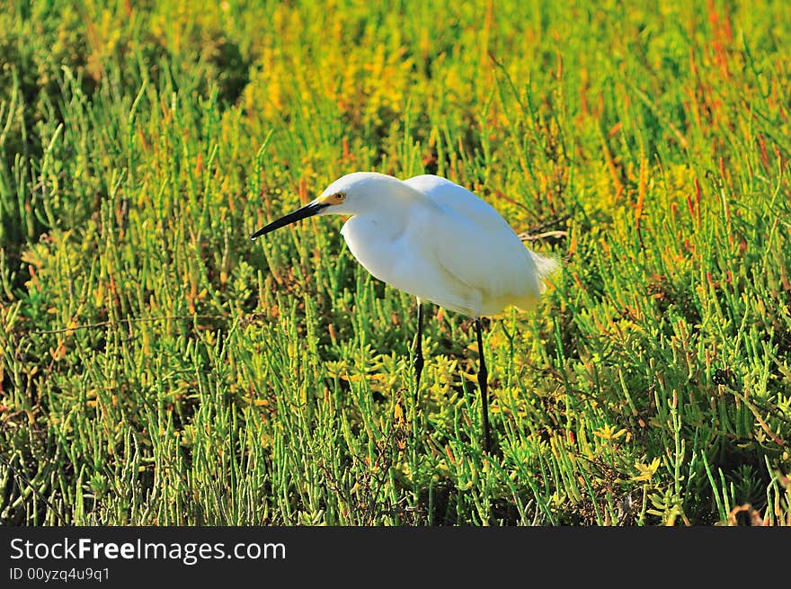 Wading In The Wet Grass