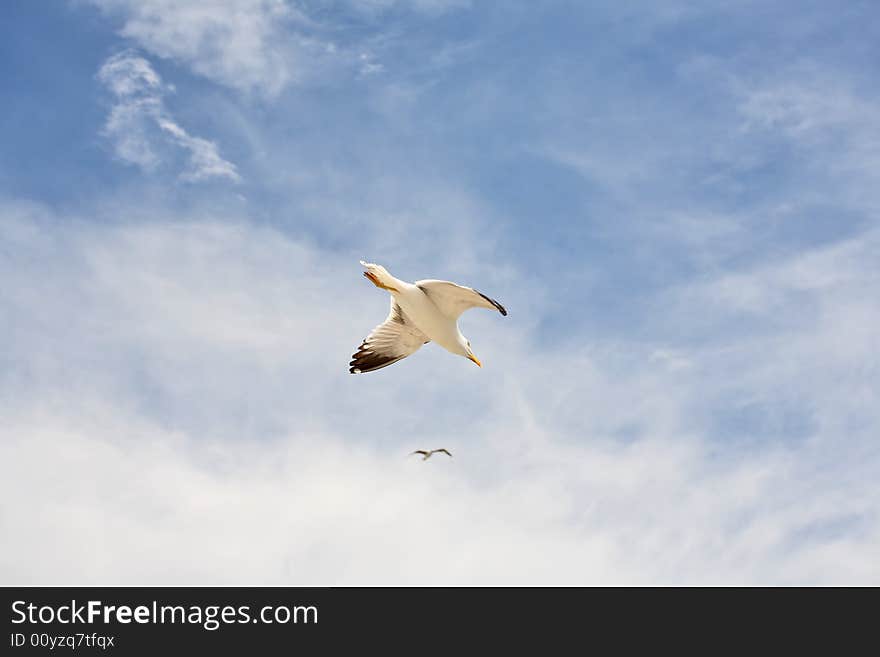 Seagull flight - concept of teamwork, cooperation, competition.