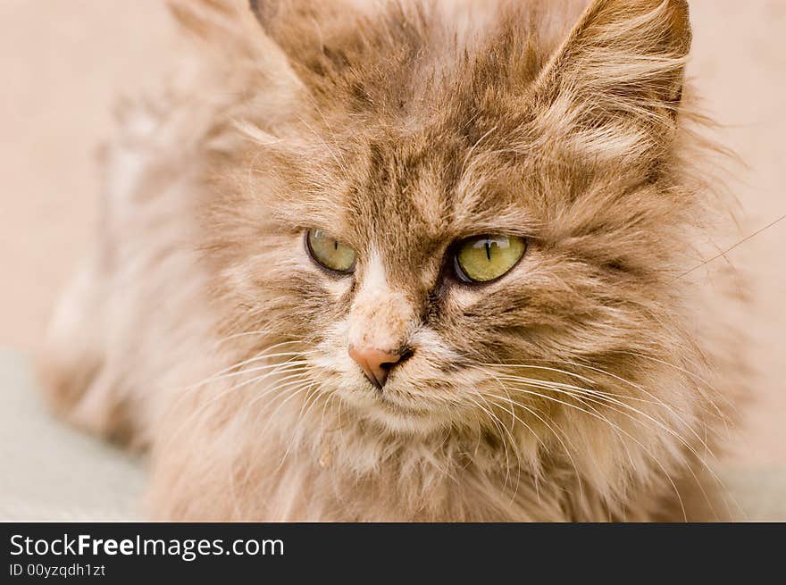 A cat in a farm of beijing