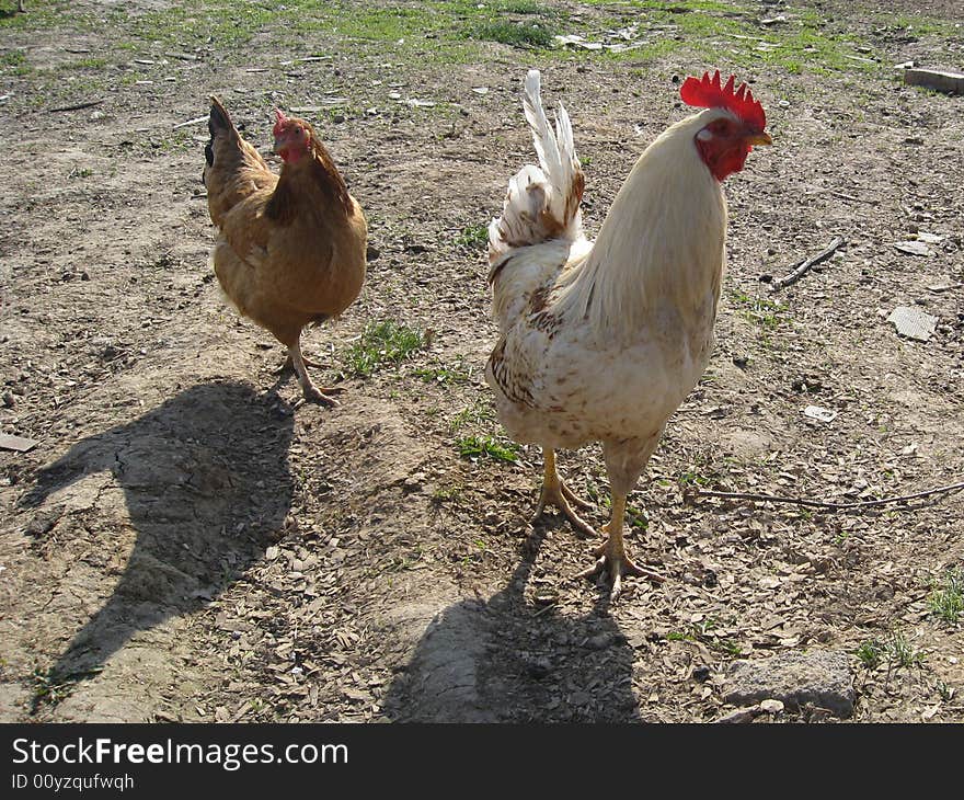 Cock on meadow in spring in village