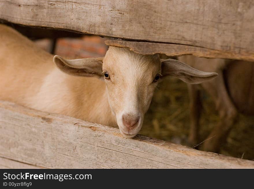 Milch goat in a farm of chinese village