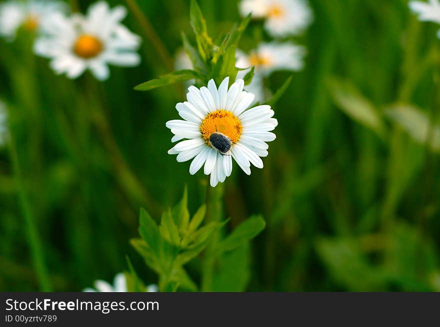 Camomile