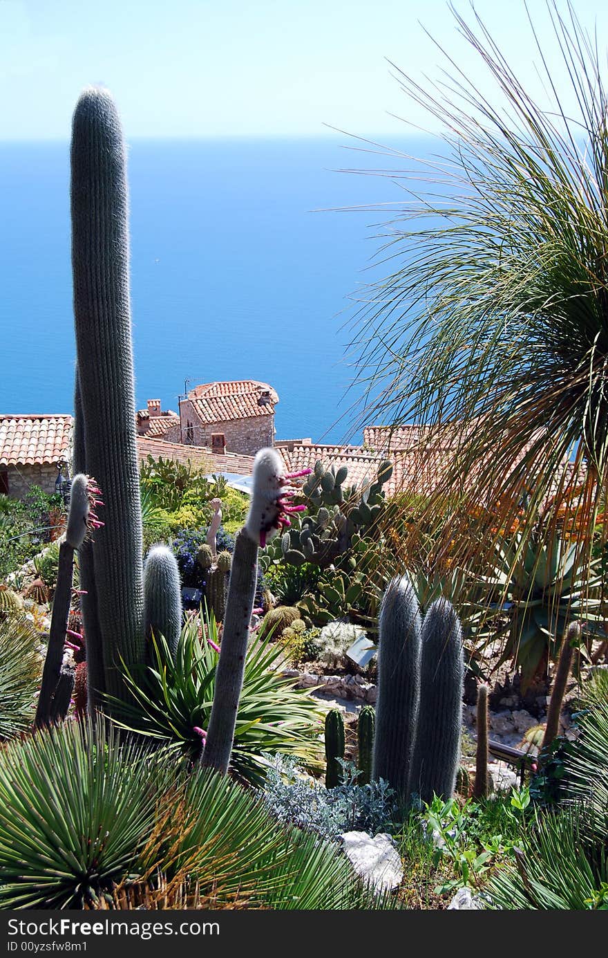 Flowers and plants in an exotic garden with a multitude of different cactus plants