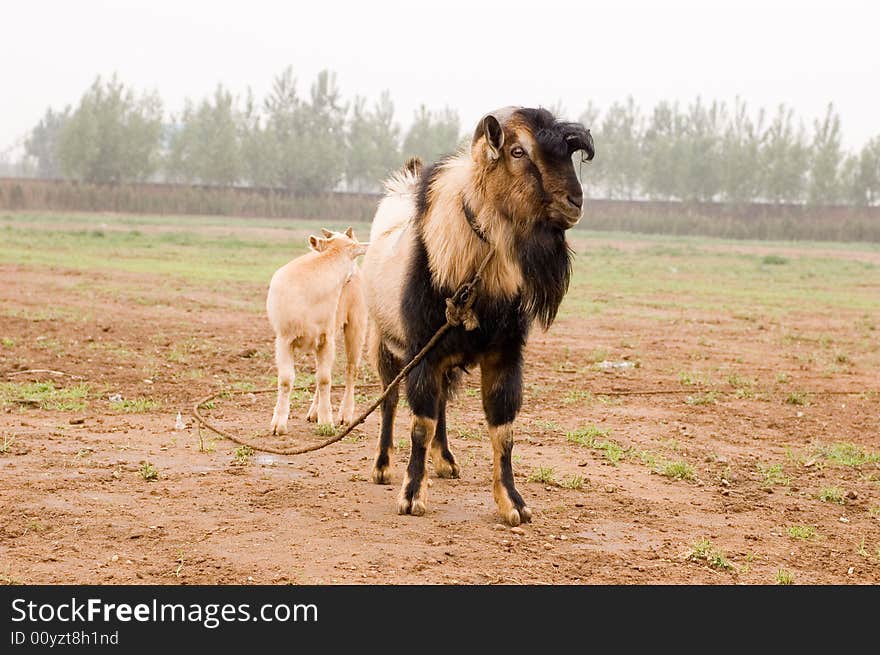 Milch goat in a farm of chinese vallage