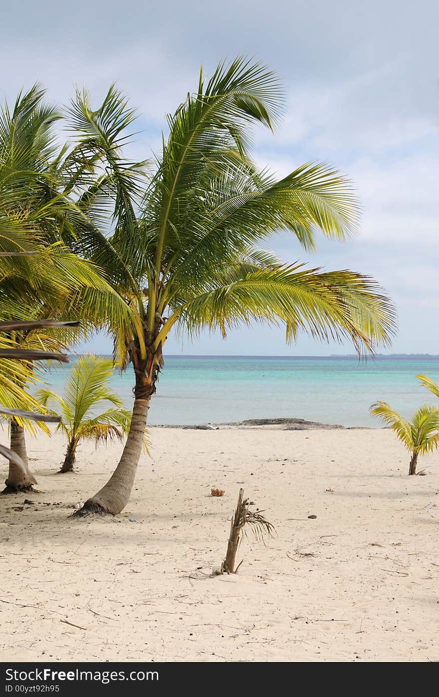 A view of tropical beach with coconut palm trees. A view of tropical beach with coconut palm trees