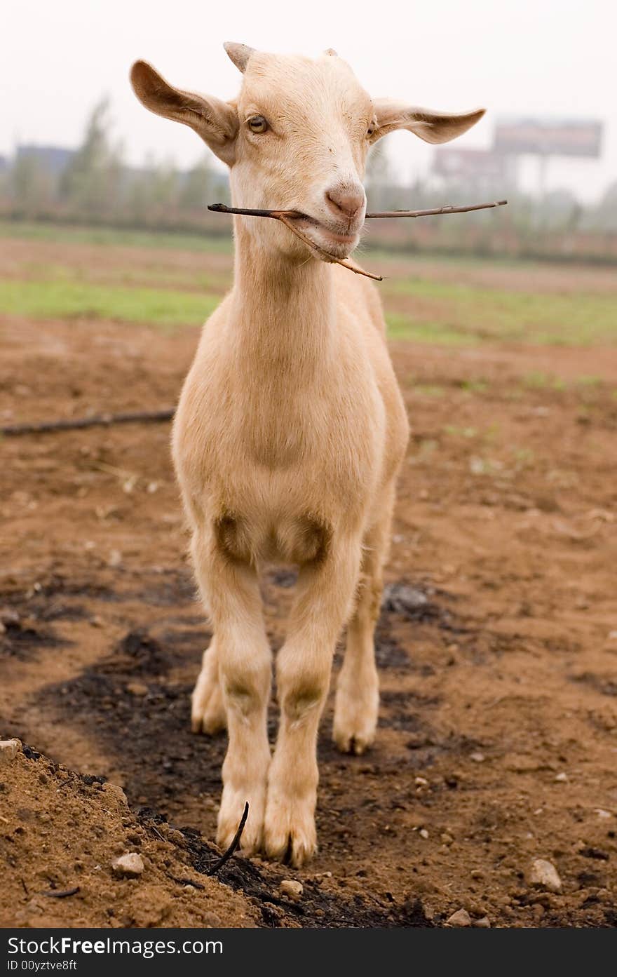 Milch goat in a farm of chinese vallage