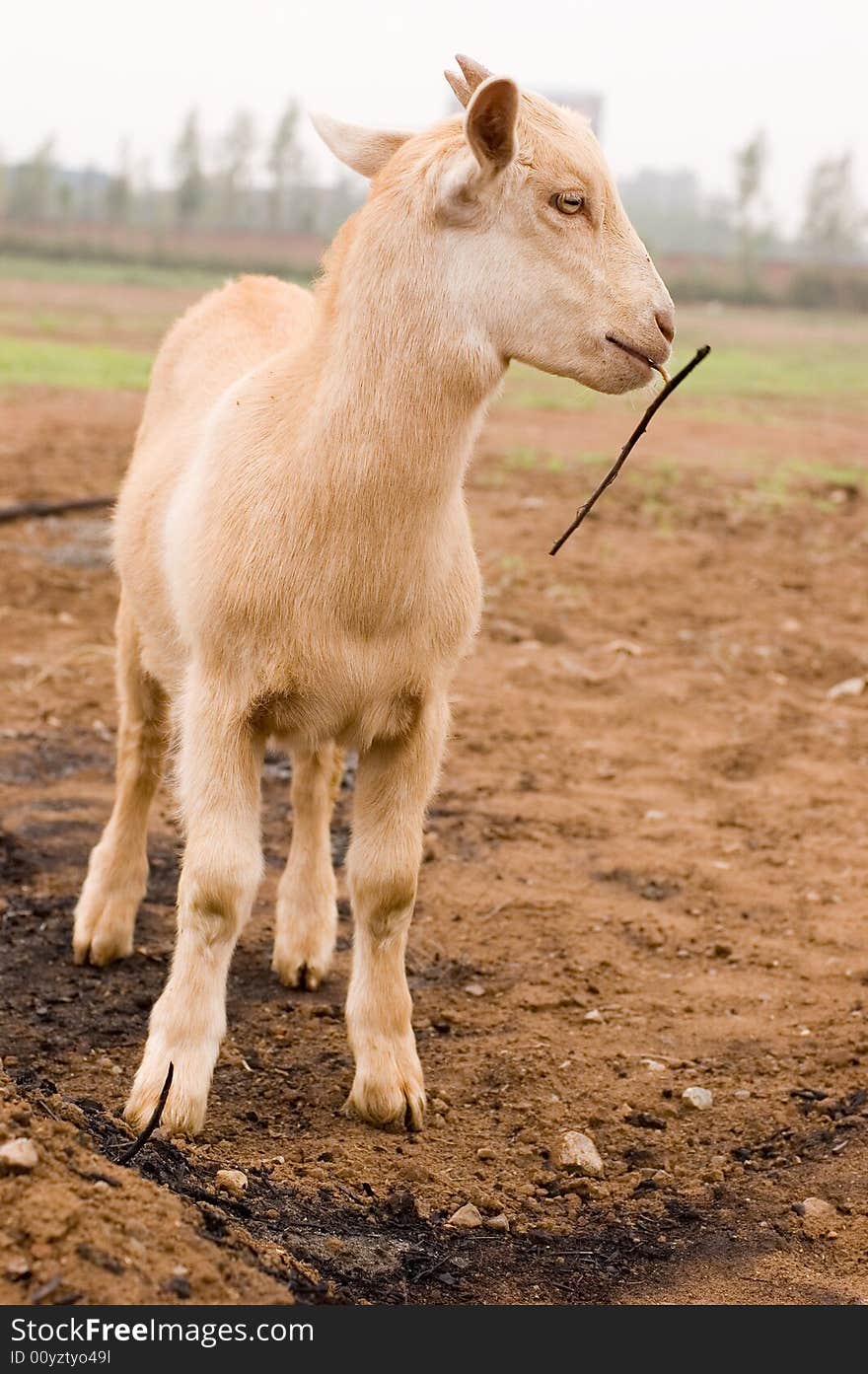 Milch goat in a farm of chinese vallage