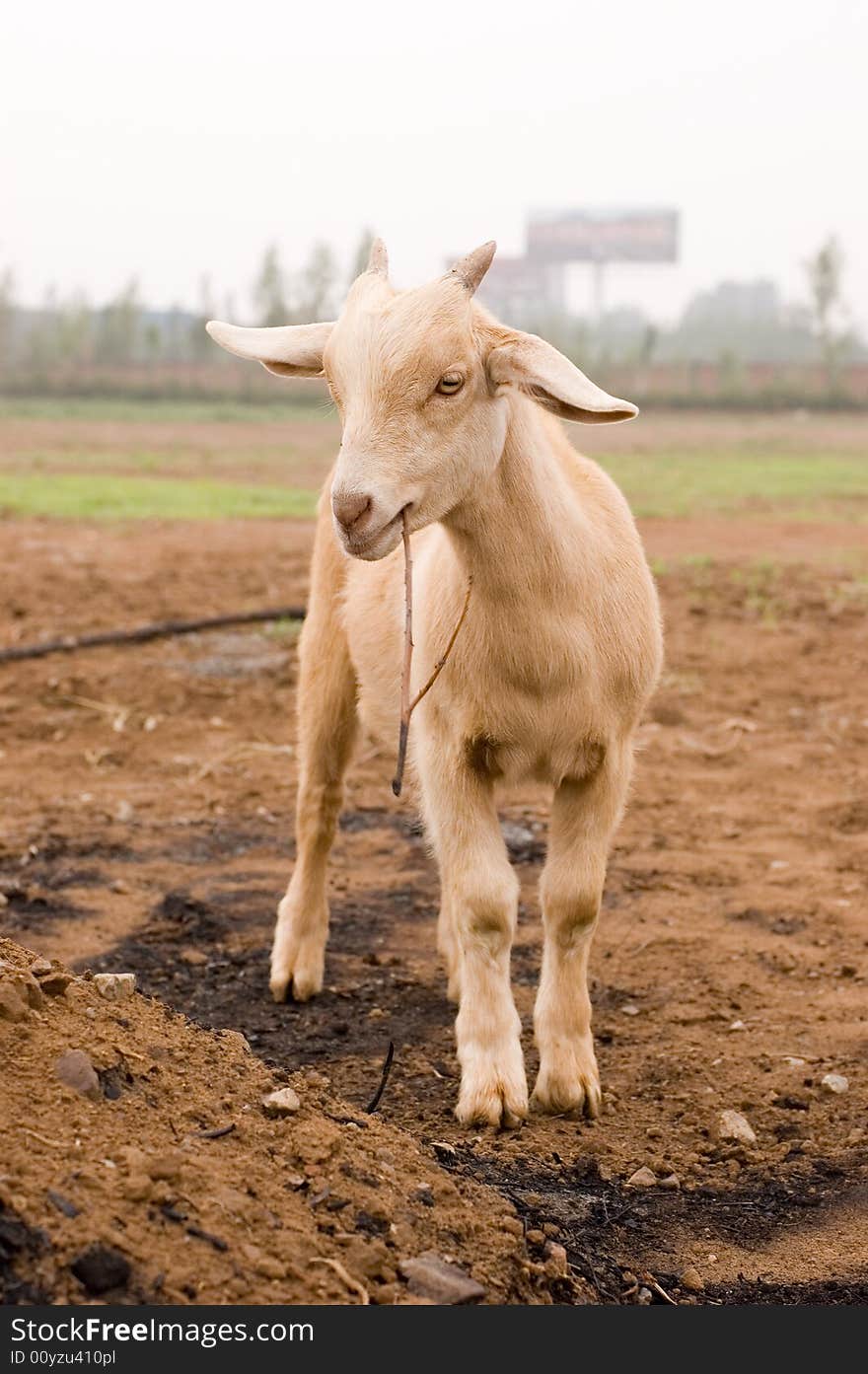 Milch goat in a farm of chinese vallage