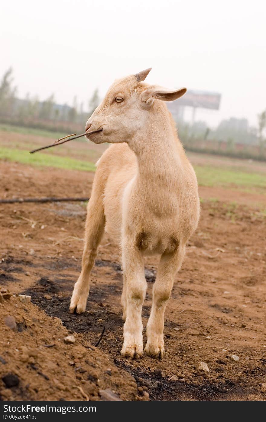 Milch goat in a farm of chinese vallage