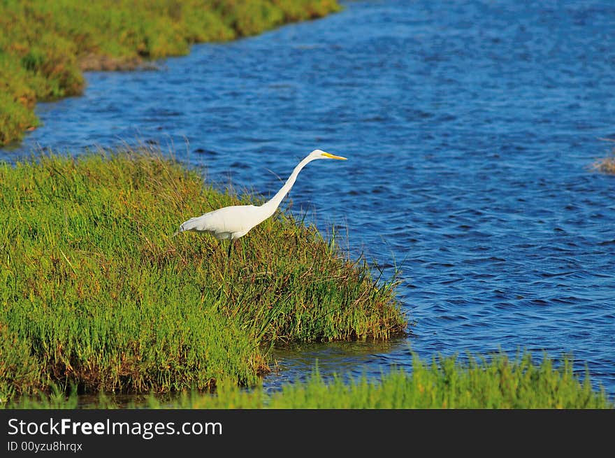 Egret Looking Out To Water