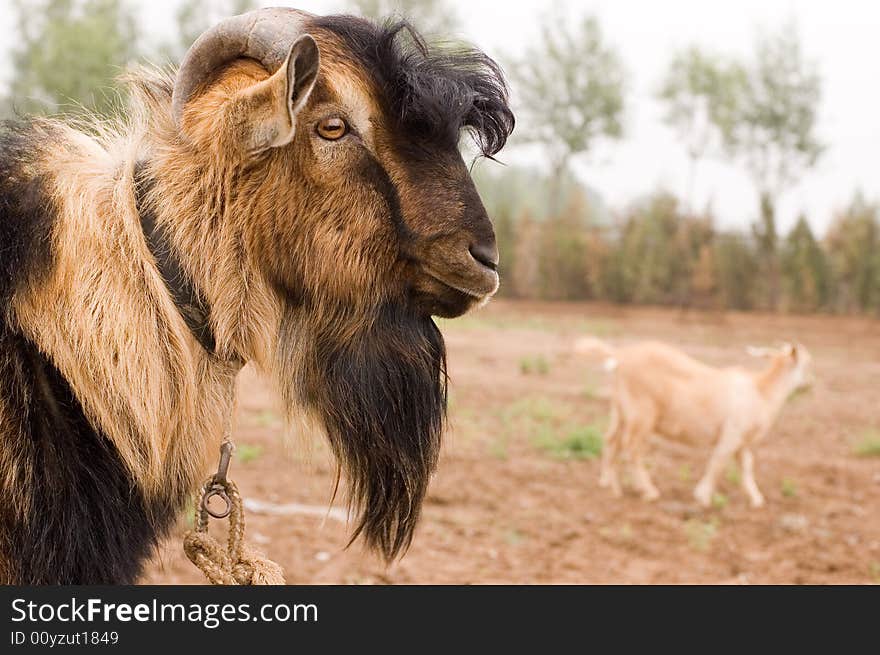 Milch goat in a farm of chinese village