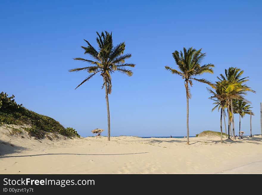 Coconut palm trees on tropical beach background