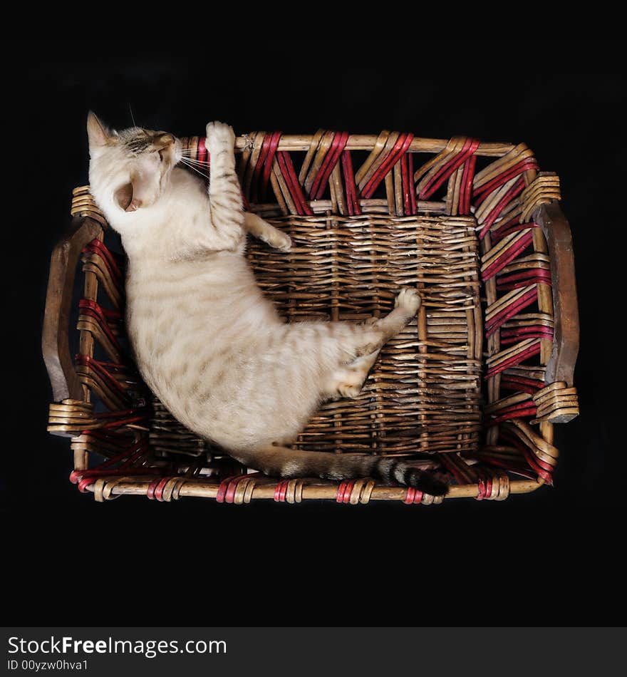 White bengal cat relaxing on a basket - isolated on black. White bengal cat relaxing on a basket - isolated on black