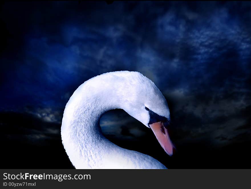 Swan