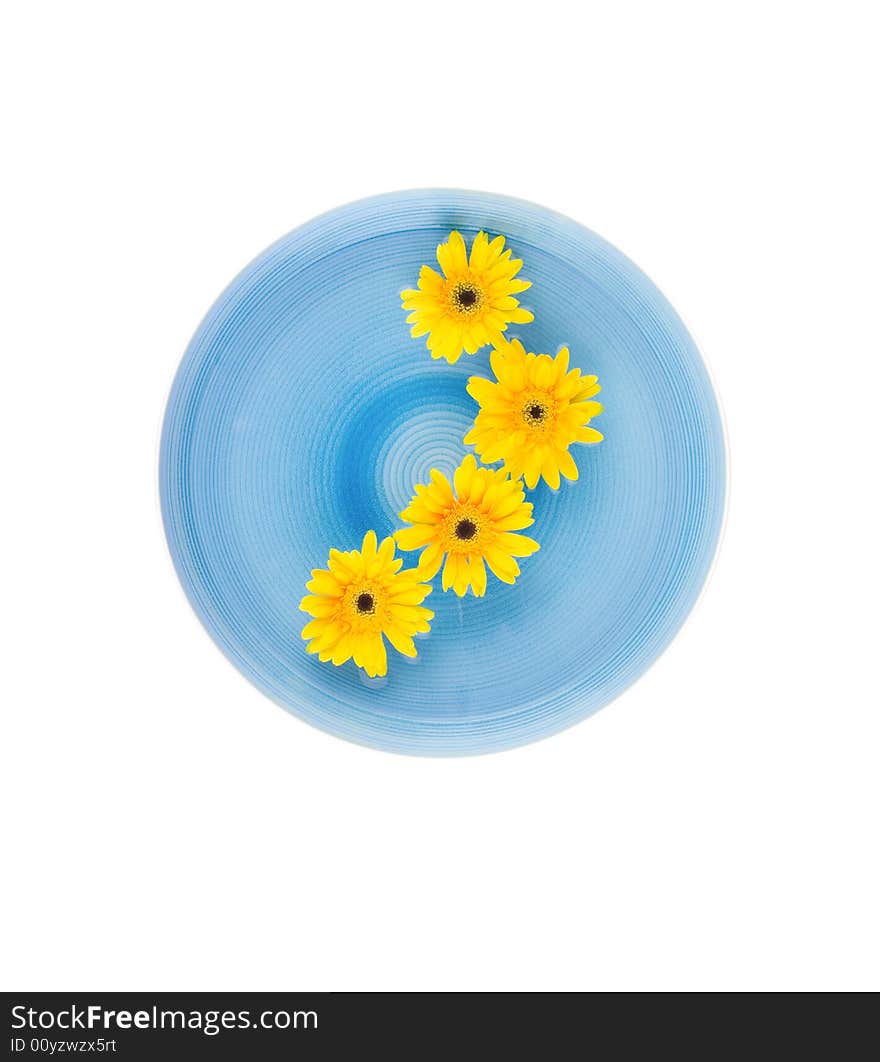 Yellow gerbera Daisies in blue bowl on the white background.