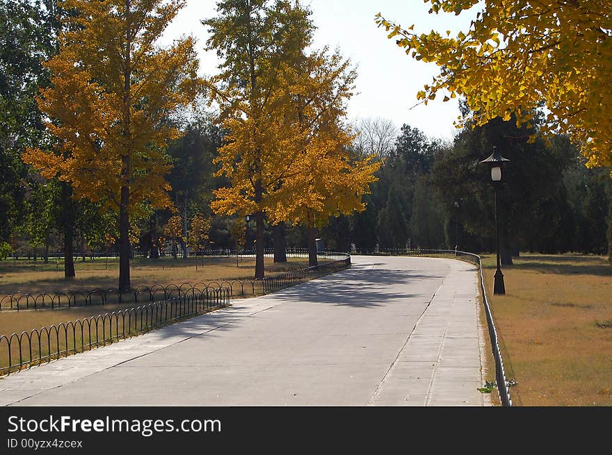 Yellow of ginkgo leaves is a typical color of Beijing in autumn. shot at a path in the temple of heaven park. Yellow of ginkgo leaves is a typical color of Beijing in autumn. shot at a path in the temple of heaven park.