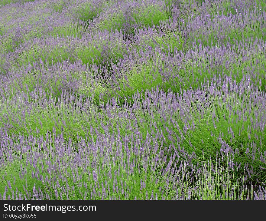 Rows of Lavender in Cornwall, England