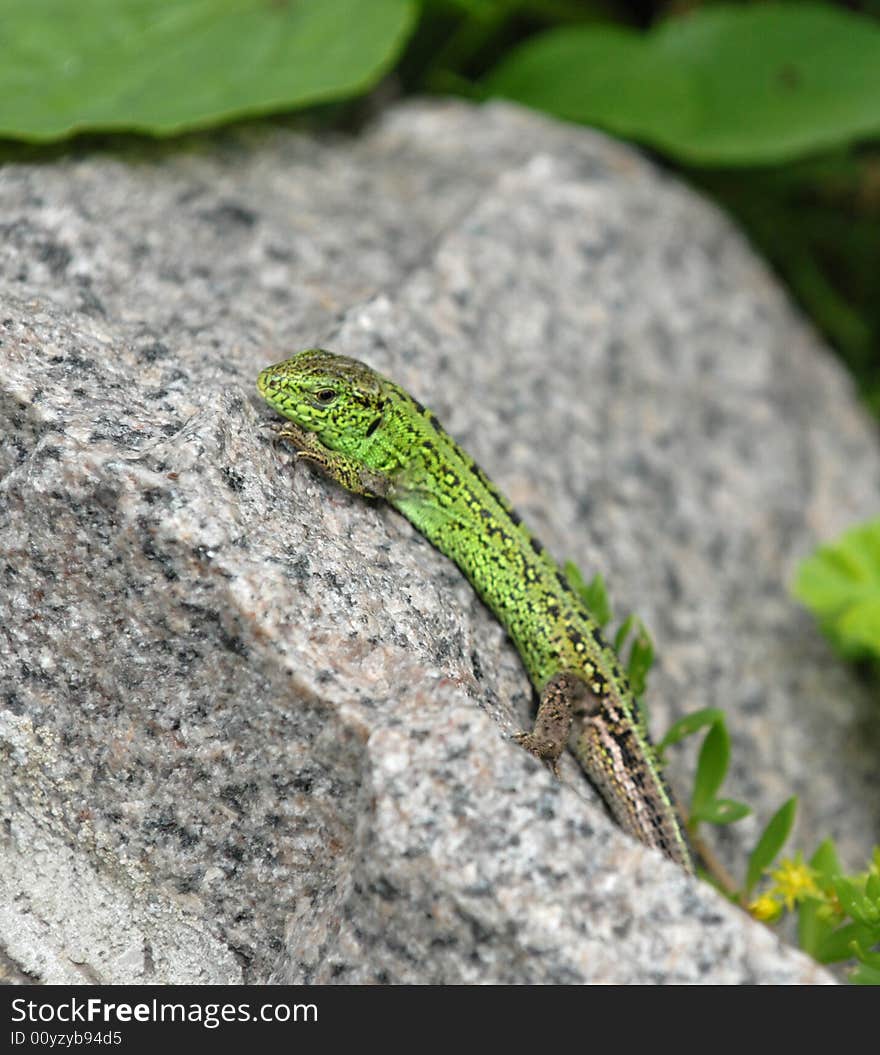 Small green lizard sunbathing on the stone. Small green lizard sunbathing on the stone