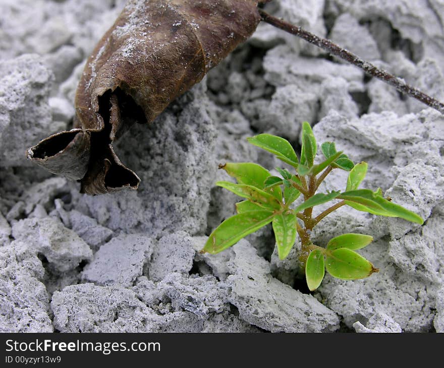 A tiny sprout stubbornly growing among rocks next to a dead leaf. A tiny sprout stubbornly growing among rocks next to a dead leaf