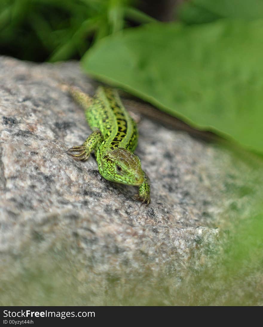 Green Lizard On The Stone