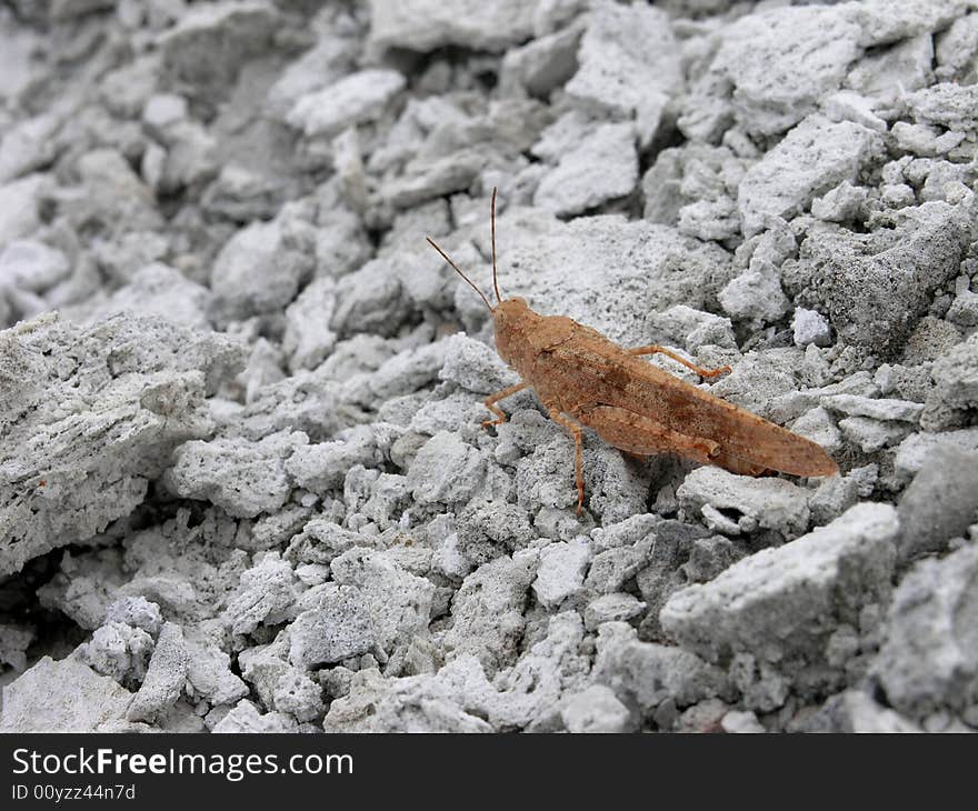 A brown grasshopper among white rocks