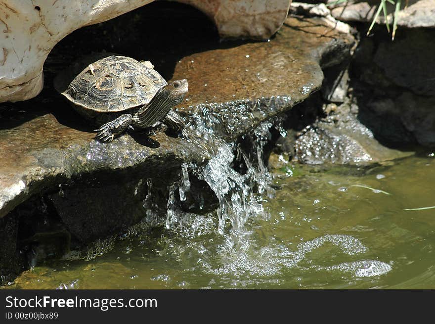 Tortoise jumping into the water. Tortoise jumping into the water