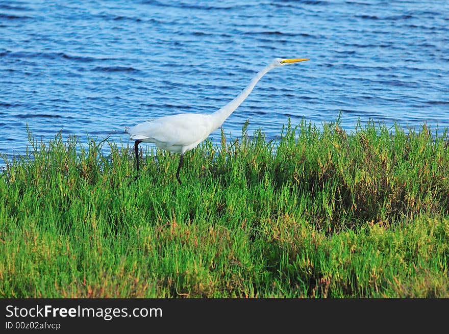 Egret In Green Marsh