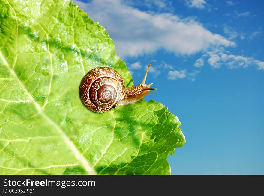 A little snail on the edge of a leaf dreaming of soaring in the sky. A little snail on the edge of a leaf dreaming of soaring in the sky