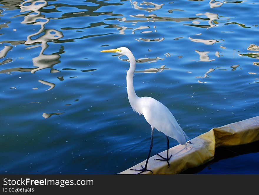 Great White Heron