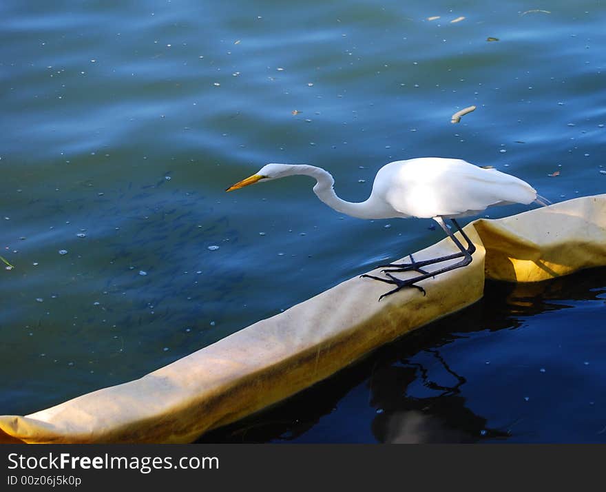 Great White Heron