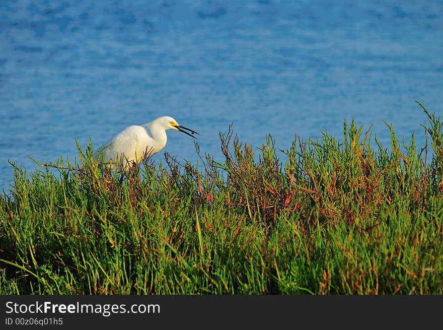 Egret With Fish In Mouth