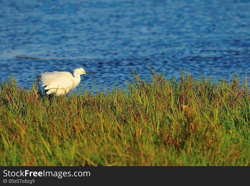 Fluffed Egret