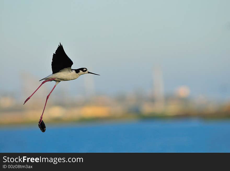 A bird carrying the makings of a nest. A bird carrying the makings of a nest