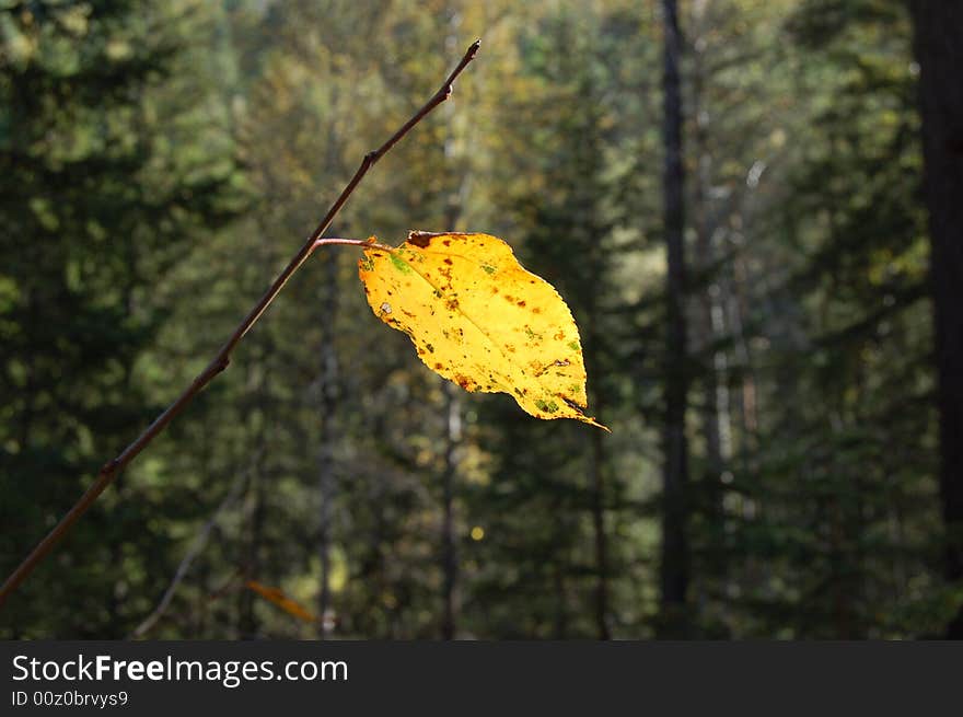 Breath of autumn