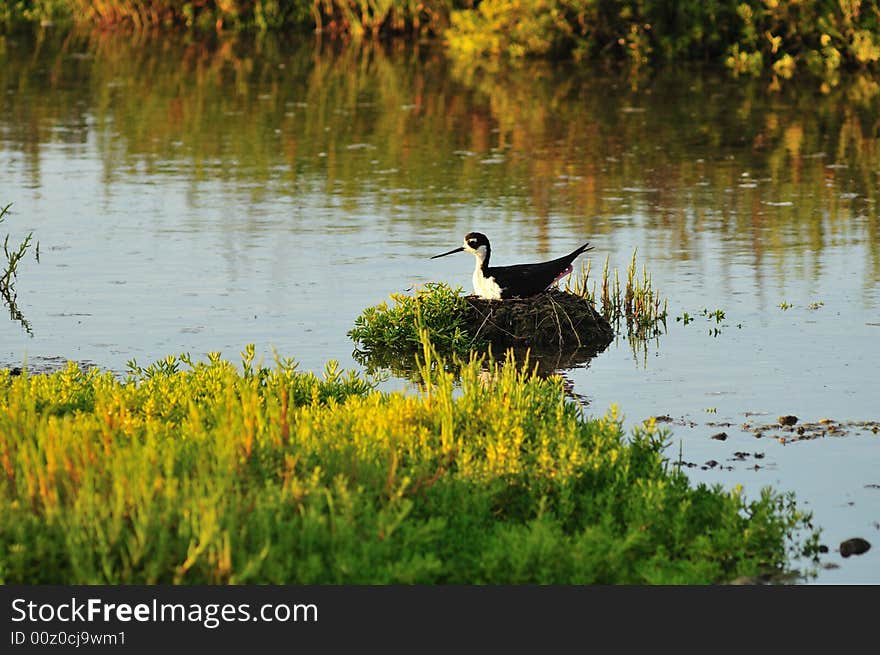 Nesting In The Wetlands