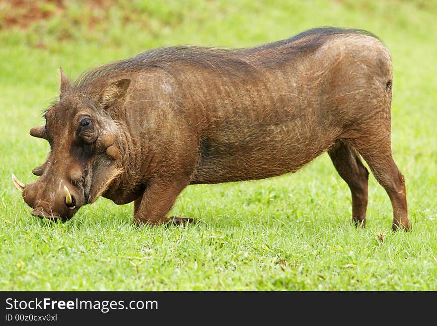 A warthog (phacochoerus aethiopicus) in typival kneeling pose rooting for food. A warthog (phacochoerus aethiopicus) in typival kneeling pose rooting for food.