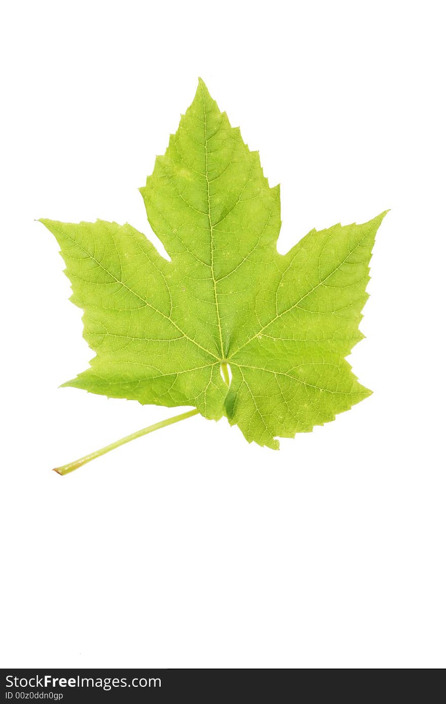 Vine leaf