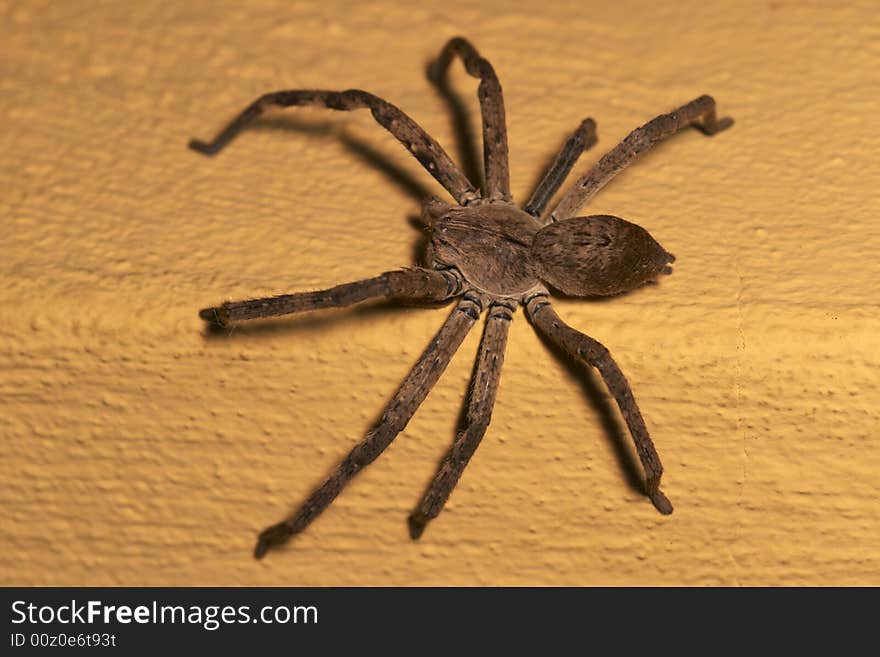 Rain Spider on a wall