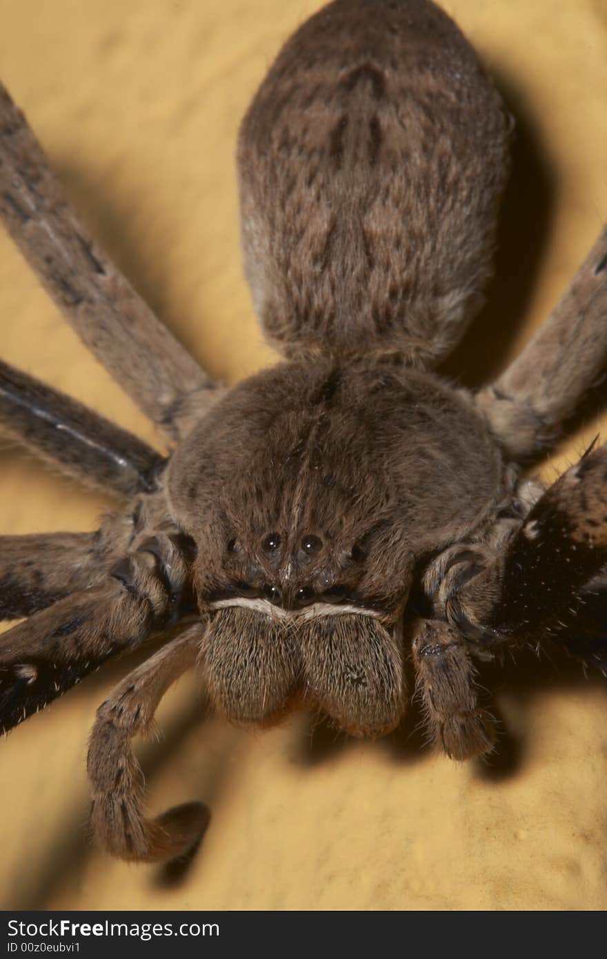 Rain Spider, Palaystes spp. In family Sparassidae, close up view taken in Mpumalanga. Amongst the biggest non tarantula spiders in the world, with a leg span of up to 7 centimetres. Rain Spider, Palaystes spp. In family Sparassidae, close up view taken in Mpumalanga. Amongst the biggest non tarantula spiders in the world, with a leg span of up to 7 centimetres