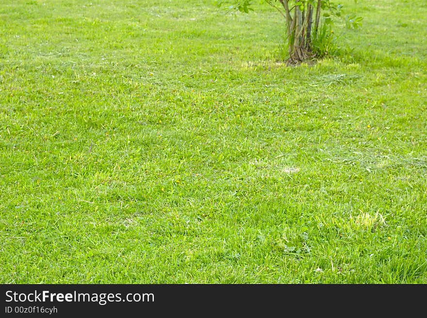 Background of spring lawn with lush green grass. Background of spring lawn with lush green grass