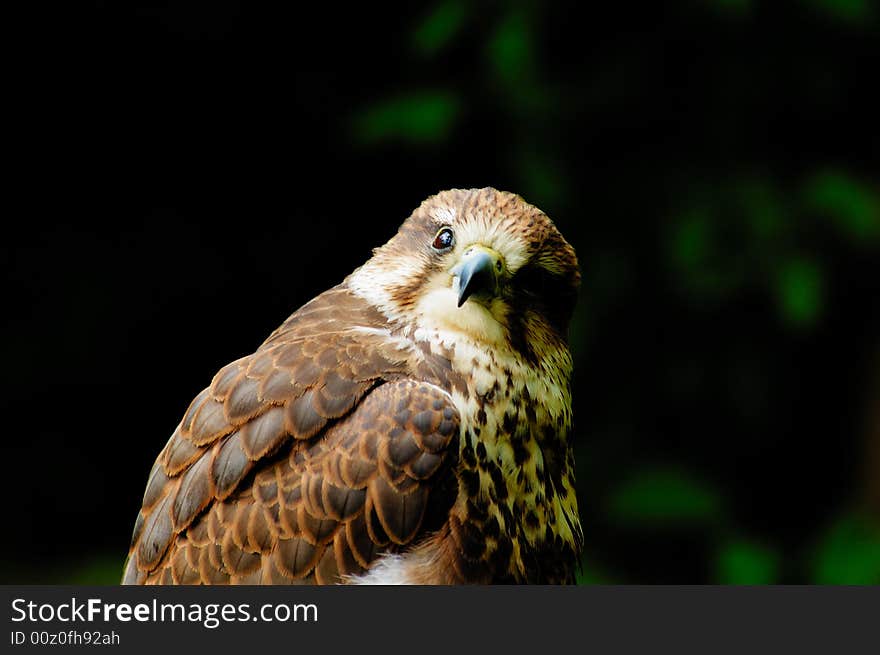 Portrait of male of Prairie Falcon with bushes as background