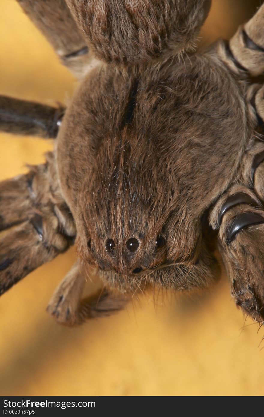 Rain Spider, Palaystes spp. In family Sparassidae, close up view taken in Mpumalanga. Amongst the biggest non tarantula spiders in the world, with a leg span of up to 7 centimetres. Rain Spider, Palaystes spp. In family Sparassidae, close up view taken in Mpumalanga. Amongst the biggest non tarantula spiders in the world, with a leg span of up to 7 centimetres