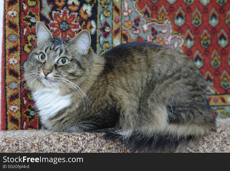 Photo of big striped cat sitting on bed back. Photo of big striped cat sitting on bed back