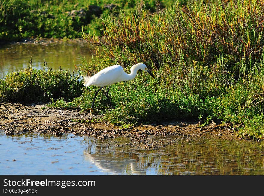 Egret Searching For Fish