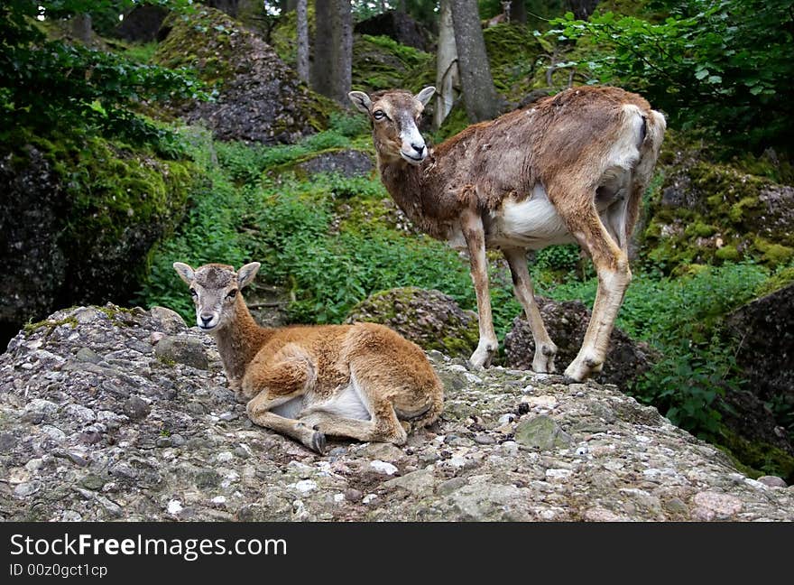 Mother and baby mouflons, Goldau, Switzerland